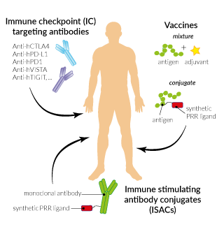 Examples of immunotherapies against cancer